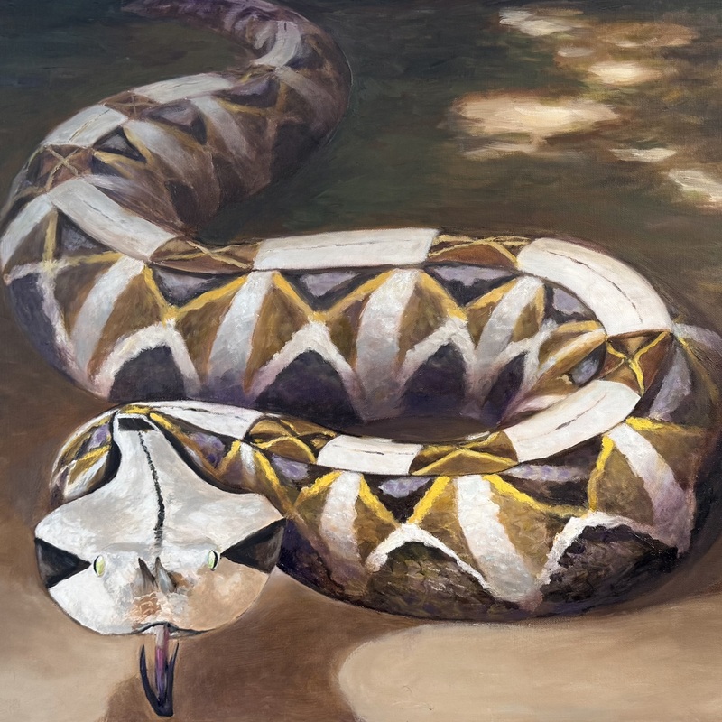 Gaboon Viper 